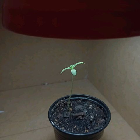 Gorilla Glue #4 growlog photo: Primer nudo de la prodigio