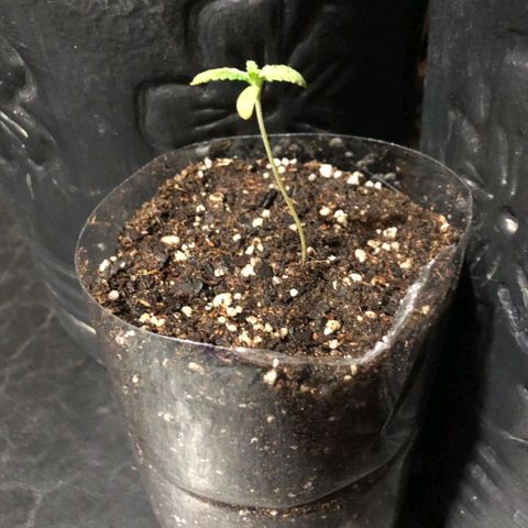 Gorilla Glue #4 growlog photo: Se agrando la cosa