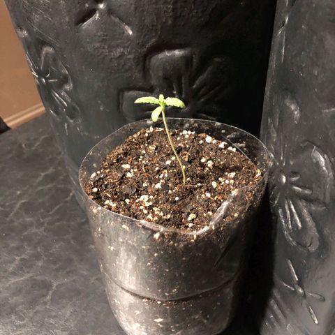 Gorilla Glue #4 growlog photo: Se agrando la cosa