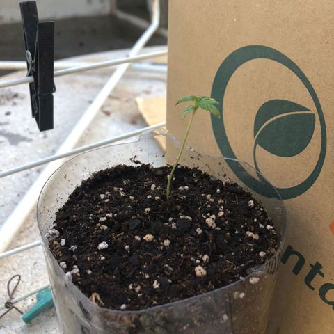 Gorilla Glue #4 growlog photo: la palmerita