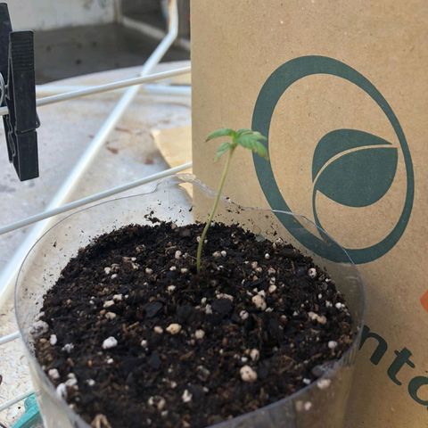 Gorilla Glue #4 growlog photo: la palmerita