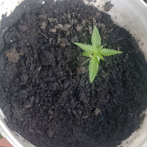 Red skunk 3 growlog timeline photo