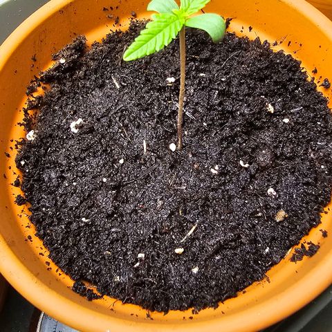 Purple Haze Automatic growlog timeline photo