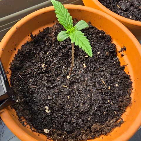 Purple Haze Automatic growlog timeline photo