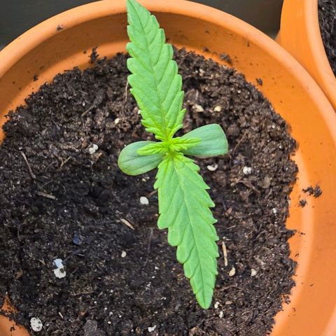 Purple Haze Automatic growlog timeline photo