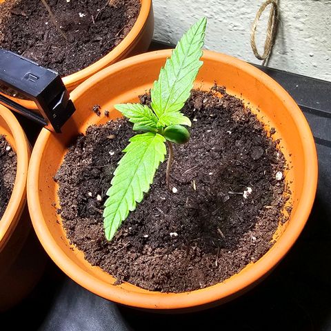 Purple Haze Automatic growlog timeline photo