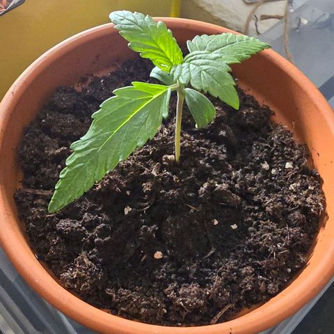 Purple Haze Automatic growlog timeline photo