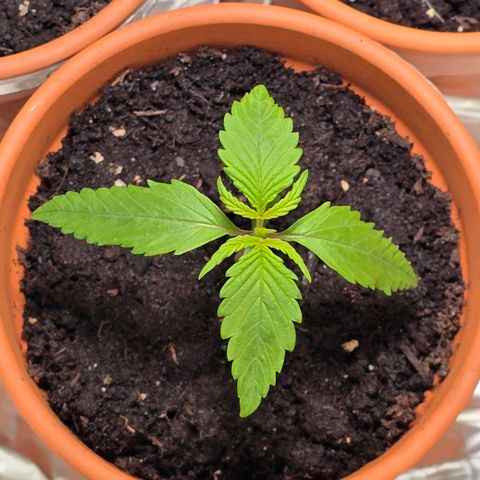 Purple Haze Automatic growlog timeline photo