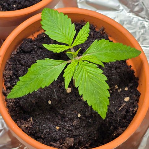 Purple Haze Automatic growlog timeline photo