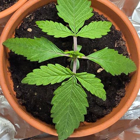 Purple Haze Automatic growlog timeline photo