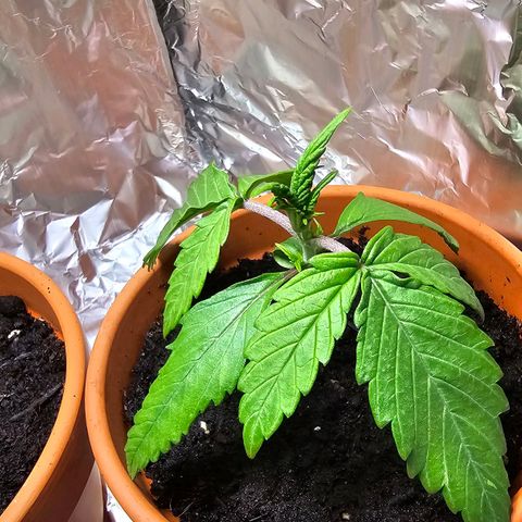 Purple Haze Automatic growlog timeline photo