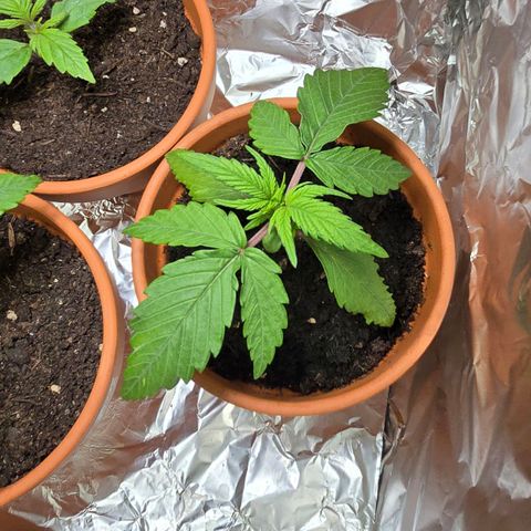 Purple Haze Automatic growlog timeline photo