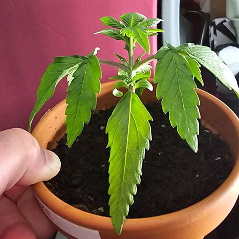 Purple Haze Automatic growlog timeline photo