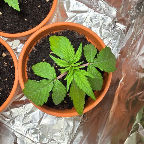 Purple Haze Automatic growlog timeline photo
