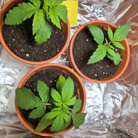 Purple Haze Automatic growlog timeline photo