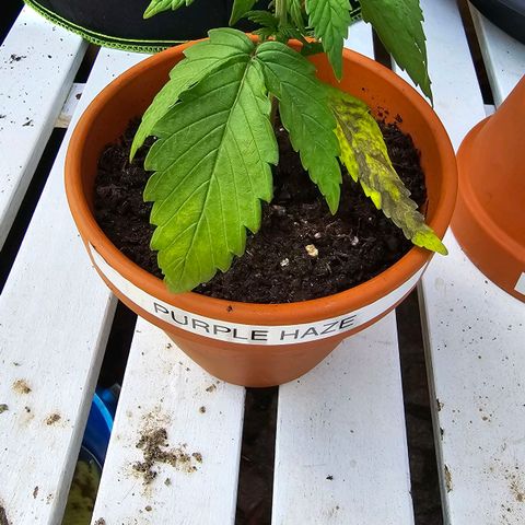 Purple Haze Automatic growlog photo: Treibhaus