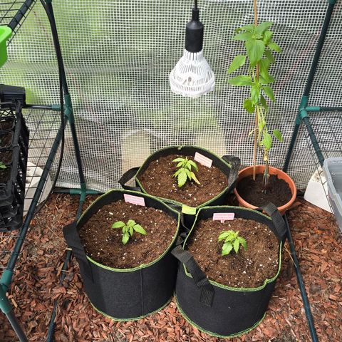 Purple Haze Automatic growlog photo: Treibhaus