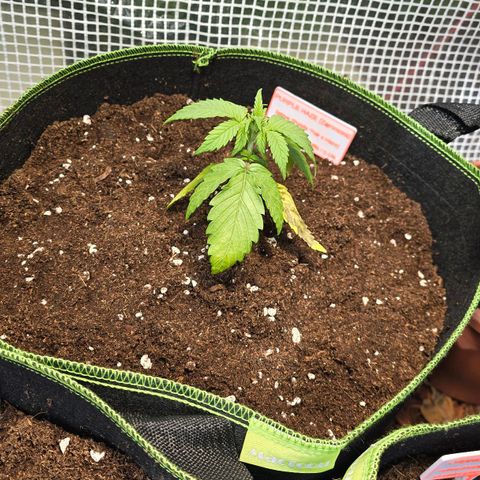 Purple Haze Automatic growlog photo: Treibhaus