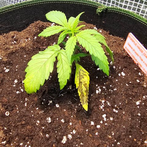 Purple Haze Automatic growlog photo: Unterstes Blatt entfernt