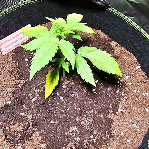 Purple Haze Automatic growlog timeline photo