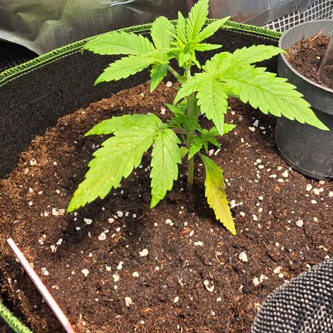 Purple Haze Automatic growlog timeline photo