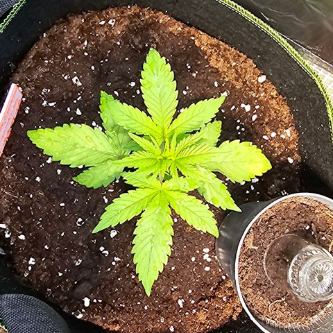 Purple Haze Automatic growlog timeline photo