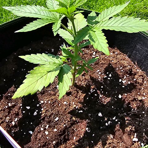 Purple Haze Automatic growlog timeline photo