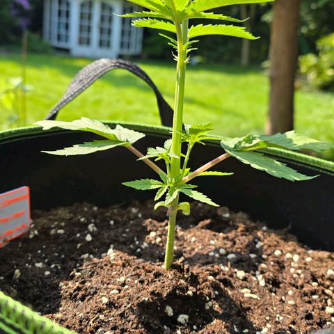 Purple Haze Automatic growlog timeline photo