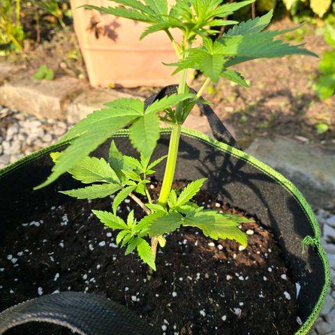 Purple Haze Automatic growlog timeline photo