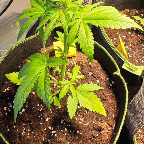 Purple Haze Automatic growlog timeline photo