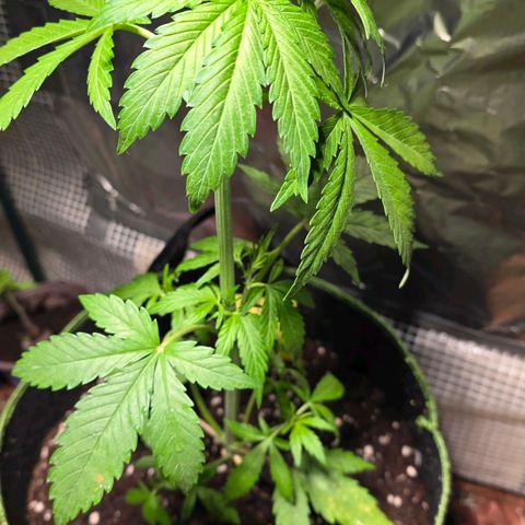 Purple Haze Automatic growlog timeline photo