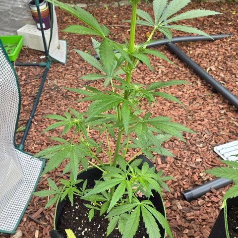 Purple Haze Automatic growlog timeline photo