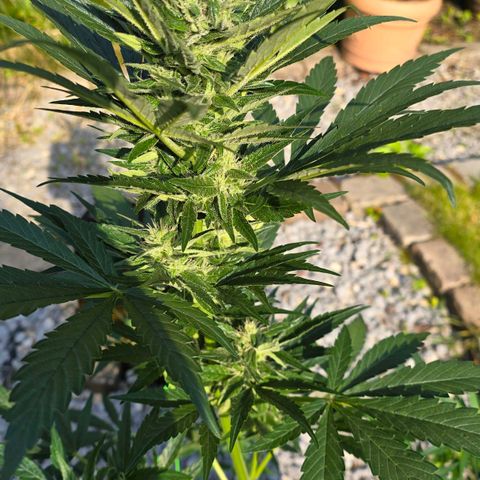 Purple Haze Automatic growlog timeline photo