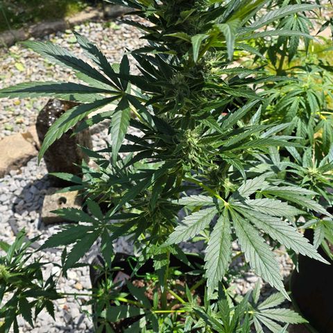 Purple Haze Automatic growlog timeline photo