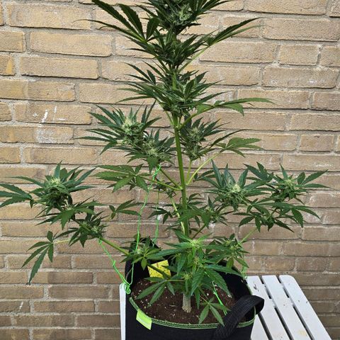 Purple Haze Automatic growlog timeline photo