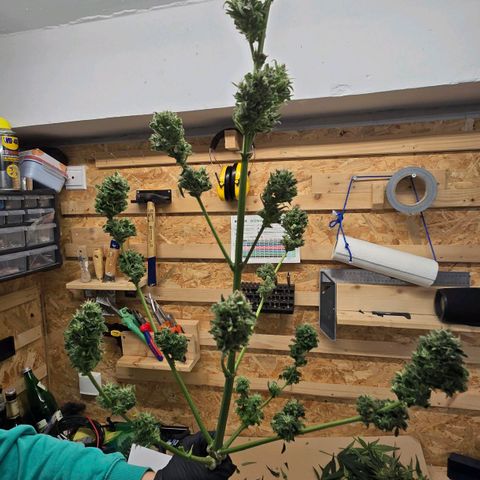 Purple Haze Automatic growlog timeline photo