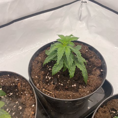 Cherry Mac Muffin growlog timeline photo