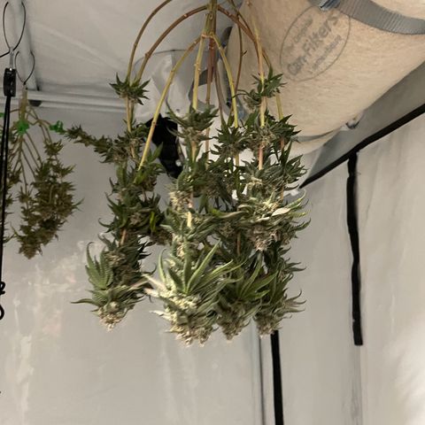 Cherry Mac Muffin growlog timeline photo