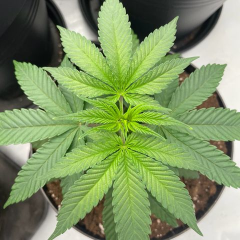 Cherry Mac Muffin growlog timeline photo