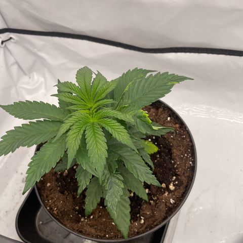 Cherry Mac Muffin growlog timeline photo
