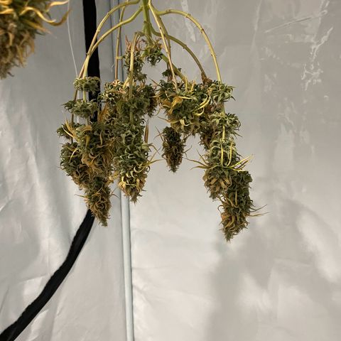 Cherry Mac Muffin growlog timeline photo