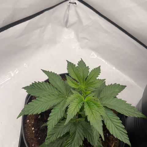 Cherry Mac Muffin growlog timeline photo