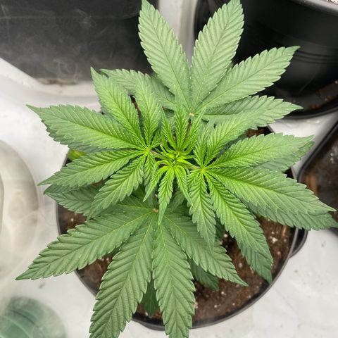 Cherry Mac Muffin growlog timeline photo