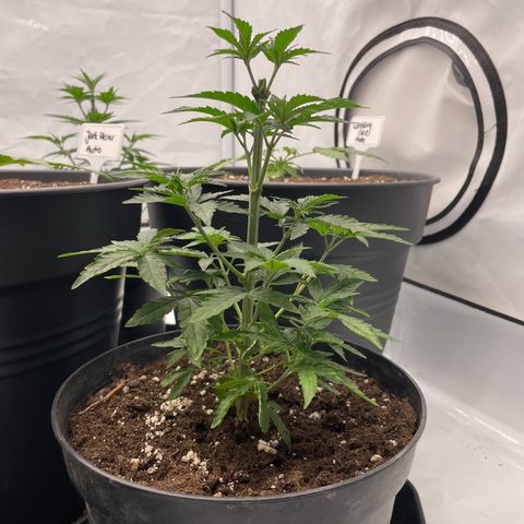 Cherry Mac Muffin growlog timeline photo