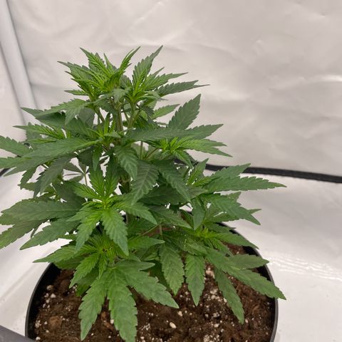 Cherry Mac Muffin growlog timeline photo