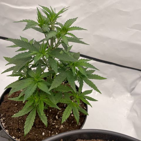 Cherry Mac Muffin growlog timeline photo