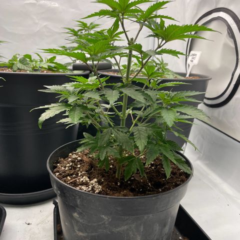 Cherry Mac Muffin growlog timeline photo