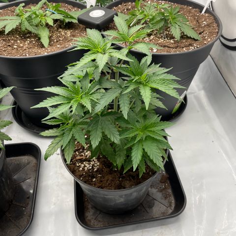 Cherry Mac Muffin growlog timeline photo