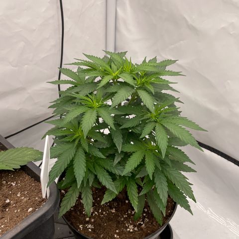 Cherry Mac Muffin growlog timeline photo