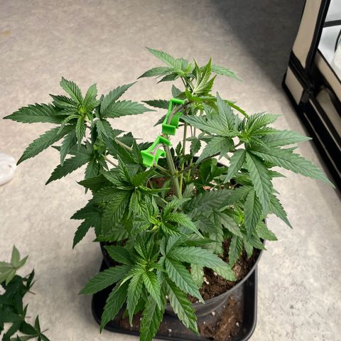 Cherry Mac Muffin growlog timeline photo